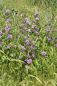 Mauve sylvestre en fleurs - France