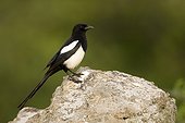 European Magpie on a rock - Spain