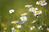 Oxeyedaisy in bloom in spring - France