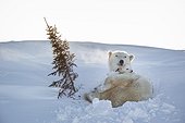 Polar bear and young on the tundra - Hudson Bay Canada