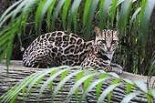 Ocelot lying on a trunk - Costa Rica