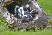 Striped Skunk and young in a hollow trunk - Minnesota