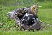 Striped Skunk and young in a hollow trunk - Minnesota