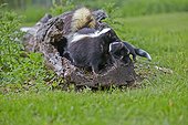 Striped Skunk and young in a hollow trunk - Minnesota