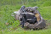 Striped Skunk and young in a hollow trunk - Minnesota