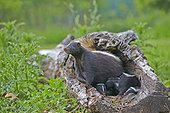 Striped Skunk and young in a hollow trunk - Minnesota