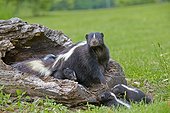 Striped Skunk and young in a hollow trunk - Minnesota