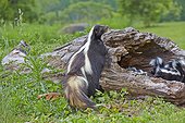 Striped Skunk and young in a hollow trunk - Minnesota