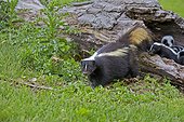Striped Skunk and young in a hollow trunk - Minnesota