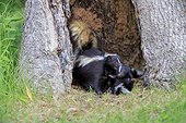 Striped Skunk and young in a hollow trunk - Minnesota