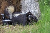Striped Skunk and young in a hollow trunk - Minnesota