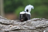 Young Striped Skunk on a trunk - Minnesota