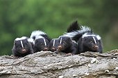 Young Striped Skunks on a trunk - Minnesota