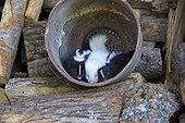 Young striped skunks in a flower pot - Minnesota ; one is albino