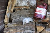 Young Striped Skunk albino on logs - Minnesota