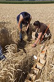 Hamsters reintroduction - Alsace France ; as part of an EU directive under the aegis of the ONCFS (National Office for Hunting and Wildlife) with the help of the Hamsters breeding association Saving Wildlife and Central Reintroduction of Hunawihr 
