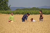 Hamsters reintroduction - Alsace France ; as part of an EU directive under the aegis of the ONCFS (National Office for Hunting and Wildlife) with the help of the Hamsters breeding association Saving Wildlife and Central Reintroduction of Hunawihr 