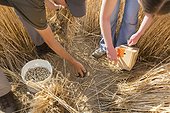 Hamsters reintroduction - Alsace France ; as part of an EU directive under the aegis of the ONCFS (National Office for Hunting and Wildlife) with the help of the Hamsters breeding association Saving Wildlife and Central Reintroduction of Hunawihr 