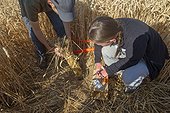 Hamsters reintroduction - Alsace France ; as part of an EU directive under the aegis of the ONCFS (National Office for Hunting and Wildlife) with the help of the Hamsters breeding association Saving Wildlife and Central Reintroduction of Hunawihr 