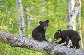 Young Black Bears playing on a trunk - Minnesota USA
