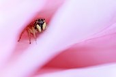 Jumping spider on the lookout in a Rose - Provence France