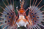 Portrait of Spotfin Lionfish - Solomon Islands