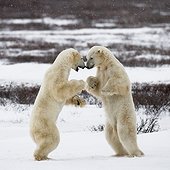 Polar bear playing with each other in the tundra - Canada