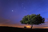 Holly oak at night - Valley of Alcudia Spain