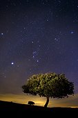 Holly oak at night - Valley of Alcudia Spain