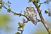 Young Northern Hawk Owl on a branch - Varanger Norway