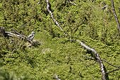 Young Northern Hawk Owl on a branch - Varanger Norway