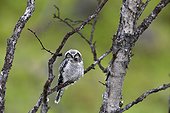 Young Northern Hawk Owl on a branch - Varanger Norway