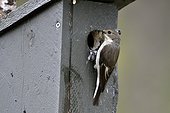 Pied Flycatcher female on nest box - Varanger Norway