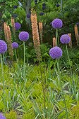 Foxtail lilies 'Cleopatra' and giant onions in a garden