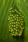 Red-eyed tree frog (Agalychnis callidryas) eggs, Siquirres, Rainforest, Limon, Costa Rica