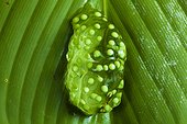 Red-eyed tree frog (Agalychnis callidryas) eggs, Siquirres, Rainforest, Limon, Costa Rica