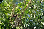 Brown-throated three-toed sloth (Bradypus variegatus), Finca La Suerte, Costa Rica