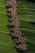 Peter's Tent making bats (Uroderma bilobatum), Corcovado National Park, Costa Rica