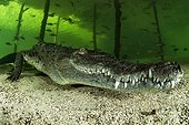 American Crocodile (Crocodylus acutus), Gardens of the Queen, Cuba