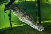 American Crocodile (Crocodylus acutus), Gardens of the Queen, Cuba