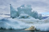 Polar Bear (Ursus maritimus) climbing onto melting iceberg near Harbour Islands, Repulse Bay, Nunavut Territory, Canada