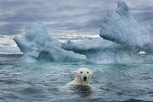 Polar Bear (Ursus maritimus) swimming near melting iceberg near Harbour Islands, Repulse Bay, Nunavut Territory, Canada