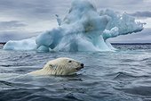 Polar Bear (Ursus maritimus) swimming past melting iceberg near Harbour Islands, Repulse Bay, Nunavut Territory, Canada