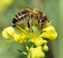 Honey Bee (Apis mellifera) licking the nectar on a Rue (Ruta chapelensis), 2015 June 16, Alpes