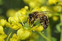 Honey Bee (Apis mellifera) licking the nectar on Rue (Ruta chapelensis), 2015 June 16, Alpes