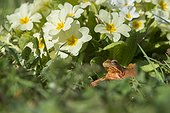 Grenouille rousse et Primevères dans un jardin, Lorraine, France