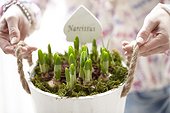 Holding daffodils,