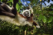 Verreaux's sifaka moving in trees, Madagascar