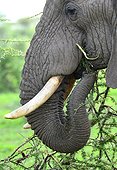Tanzania. Ngorongoro Conservation Area. Ndutu. Elephant feeding on an acacia tree.