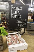 Entrepot de préparation des commandes. Ferme Lufa. Montréal. Province de Québec. Canada